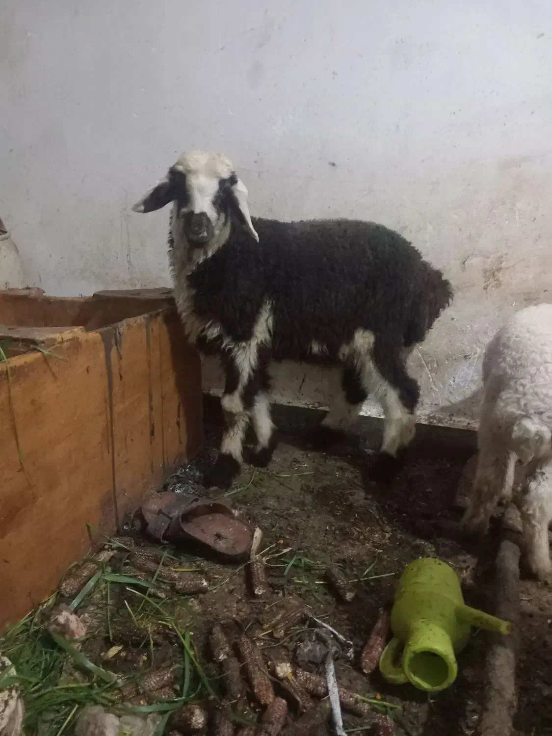 میش بز بره|حیوانات مزرعه|دزفول, |دیوار