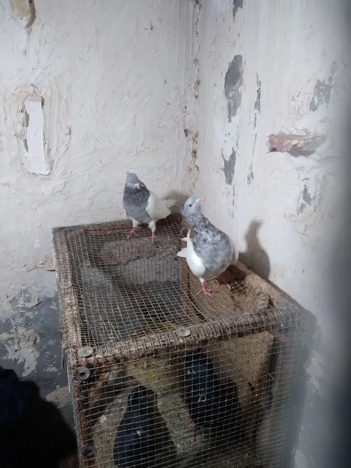 جفت کله ای نرماده کلاهی|پرنده|نرماشیر, |دیوار