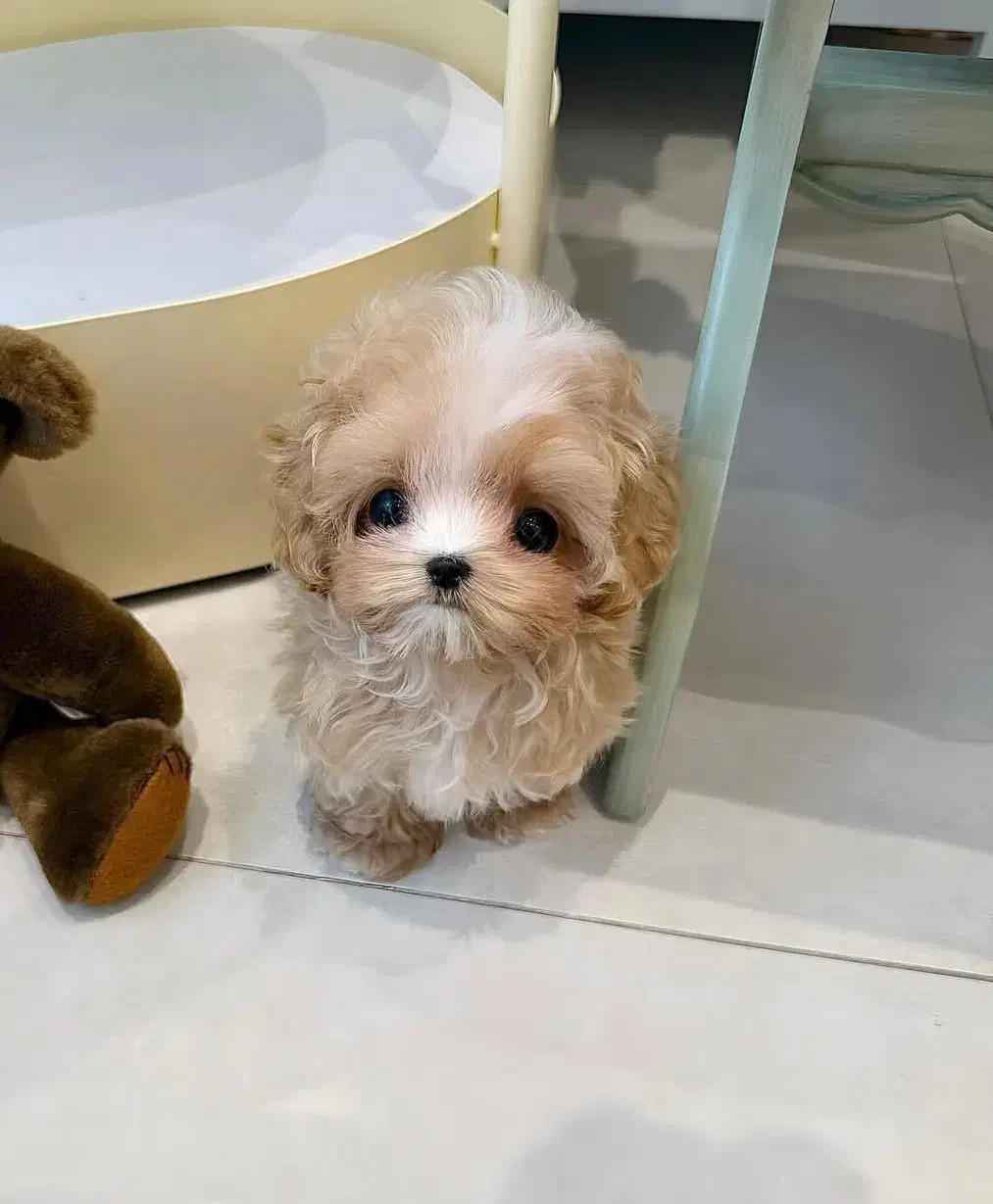 سگ تربیت شده|سگ|شهرکرد, |دیوار