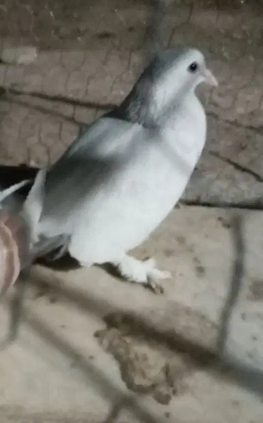 گمشده|حیوانات|کرمان, |دیوار