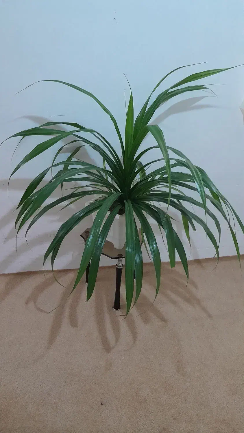 گل۸|گل و گیاه طبیعی|فسا, |دیوار