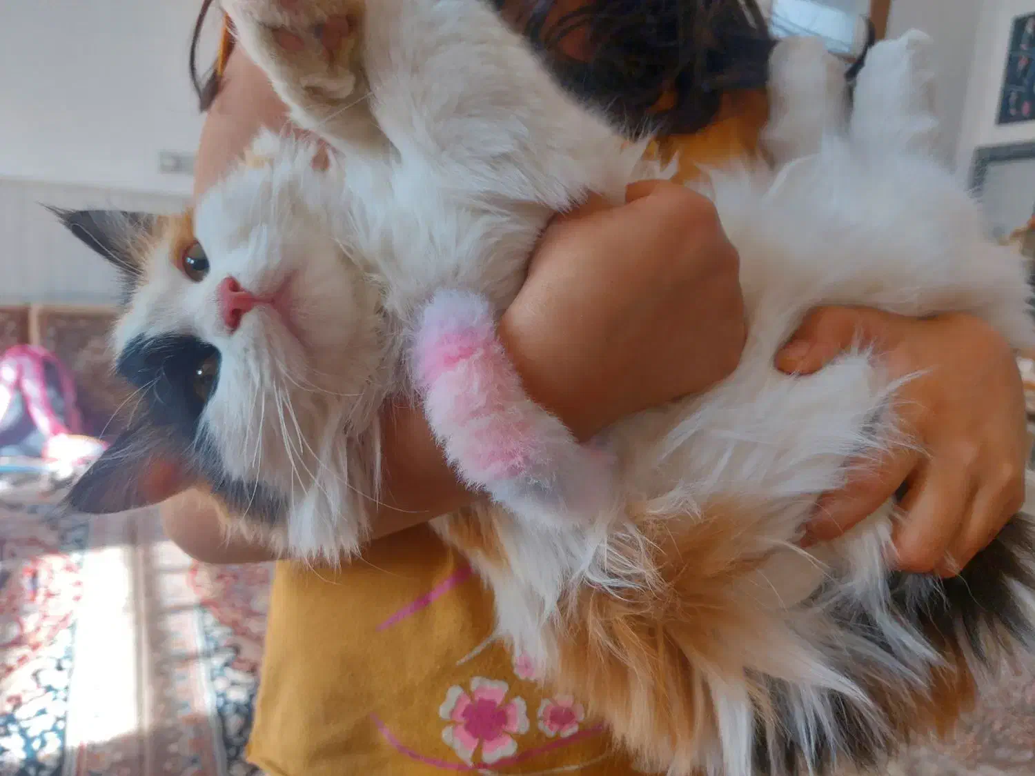 گربه پرشین کالیکو|گربه|میبد, |دیوار