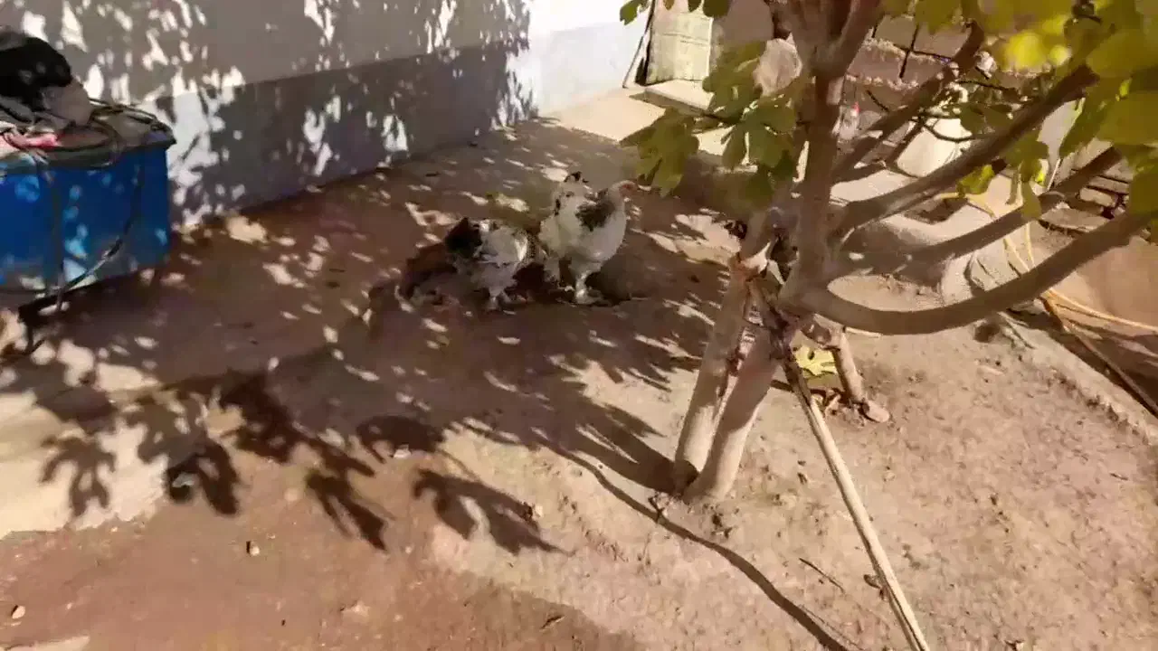 غاز|حیوانات مزرعه|خوی, |دیوار