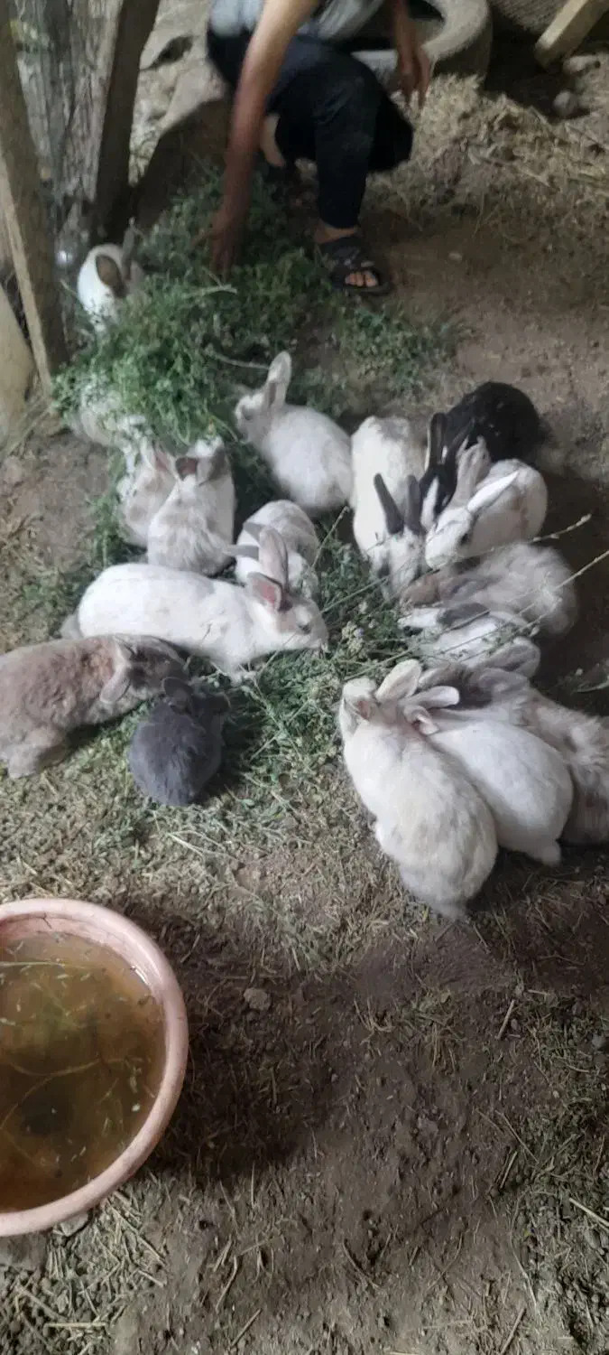 خرگوش خوشگل سیصد|موش و خرگوش|نمین, |دیوار