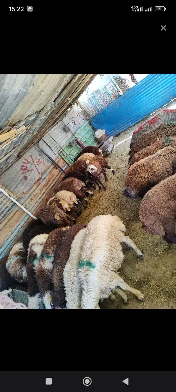 همراه با قصاب مجرب|حیوانات مزرعه|مشکین‌دشت, |دیوار