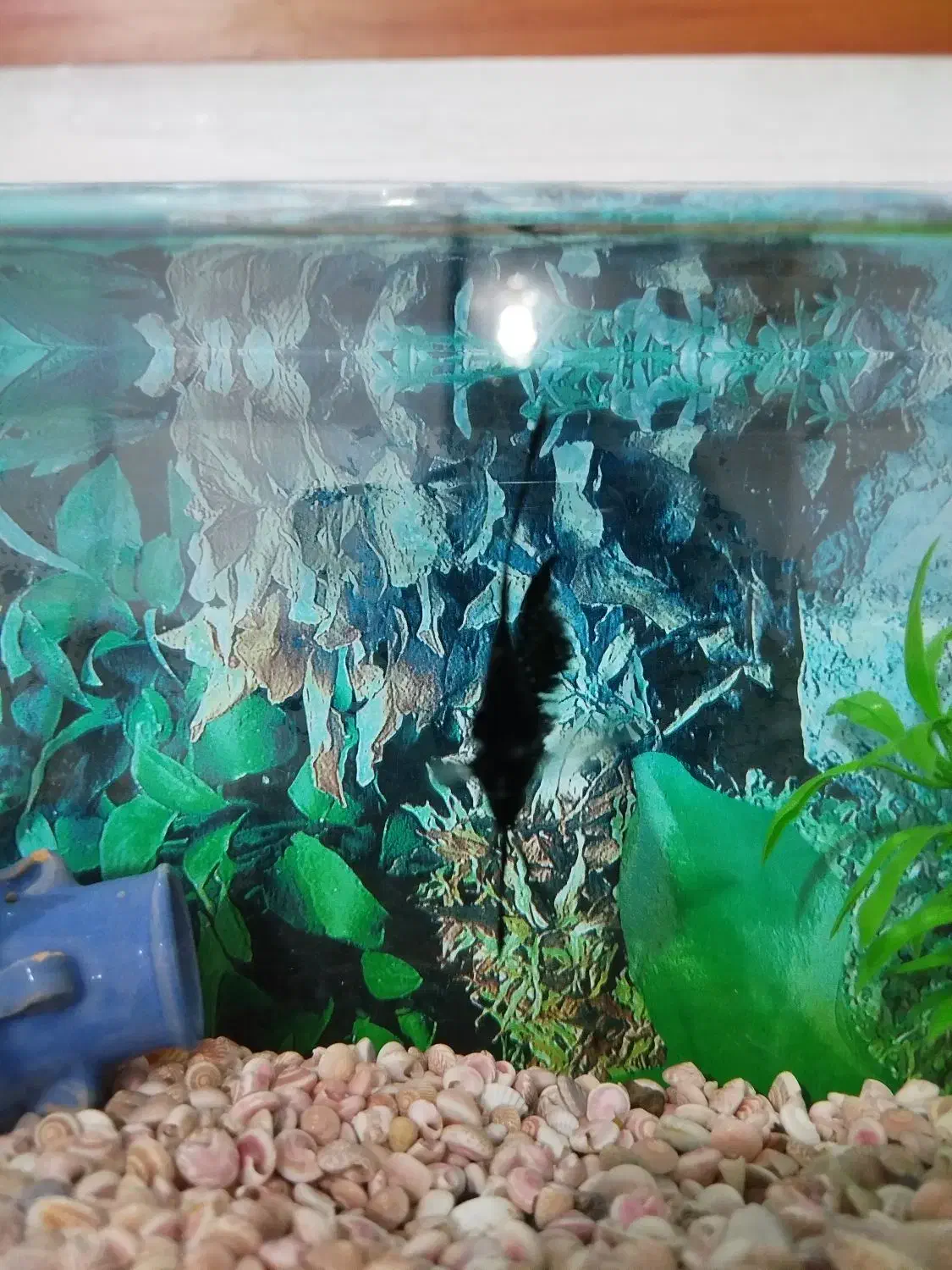 ماهی آنجل|ماهی|قروه, |دیوار