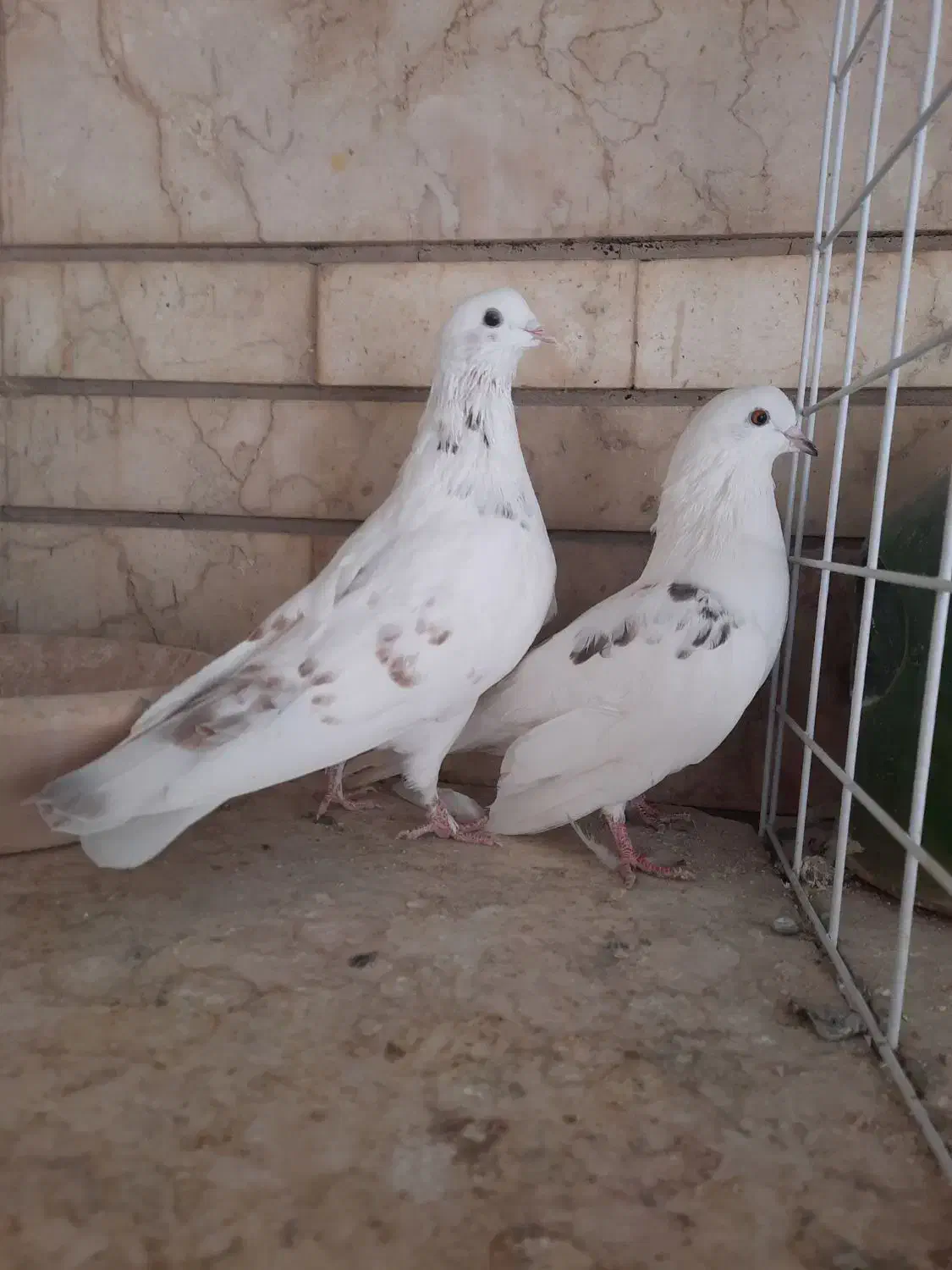 نر و ماده تهرانی|پرنده|شیراز, آزادگان|دیوار