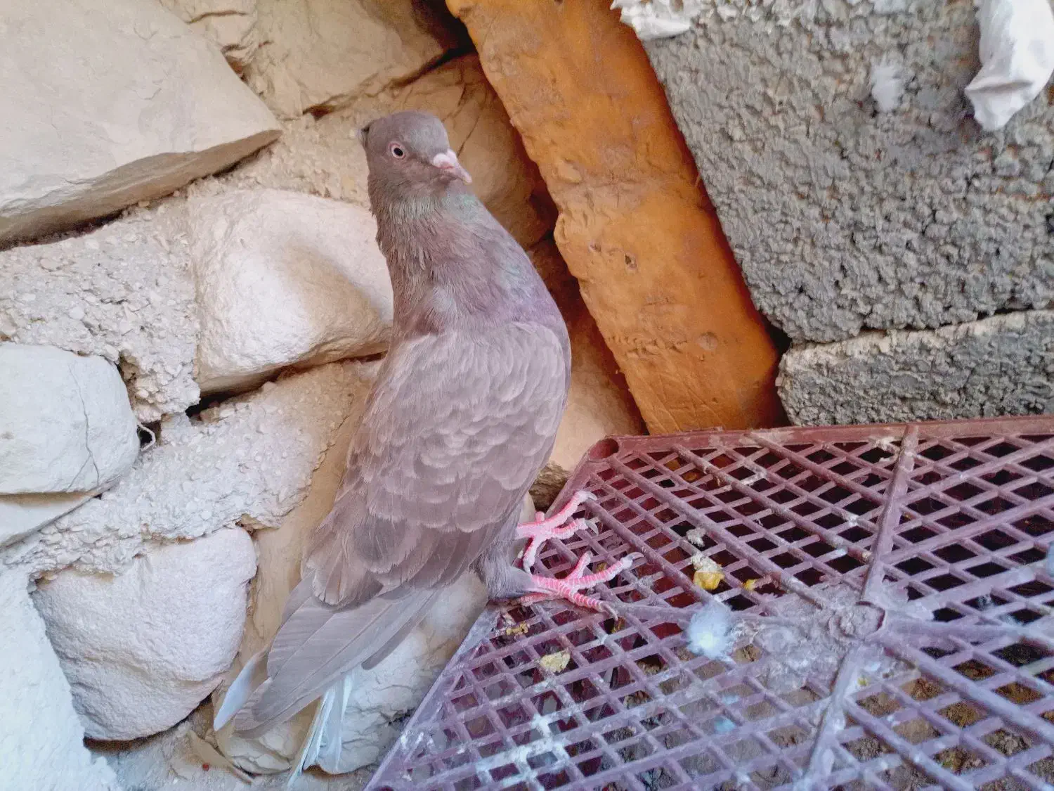 کبوتر طوقی|پرنده|اهرم, |دیوار