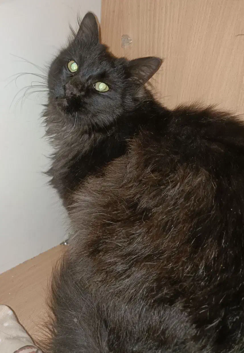 واگذاری رایگان گربه|گربه|کرمانشاه, |دیوار