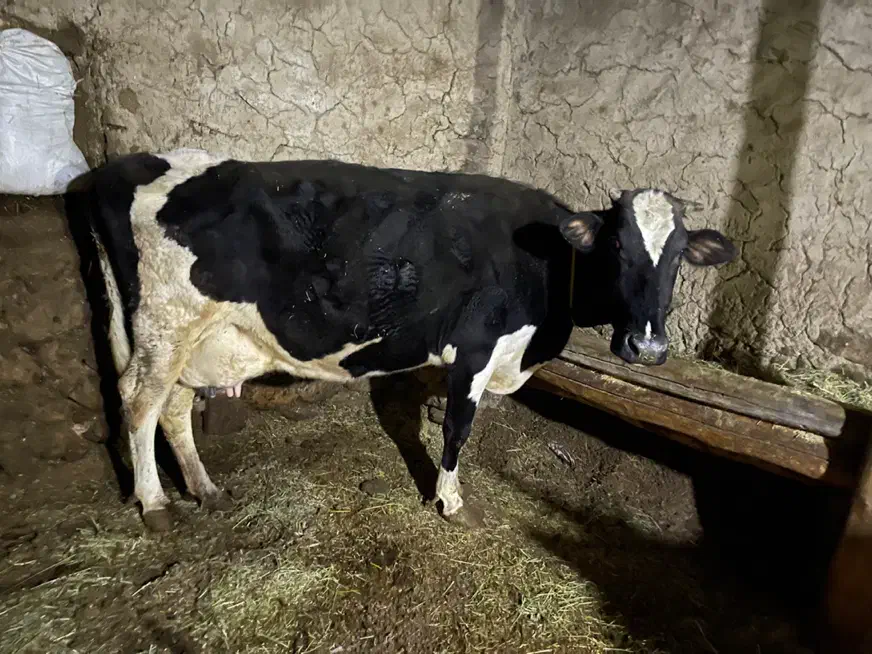 گاو|حیوانات مزرعه|سیلوانه, |دیوار