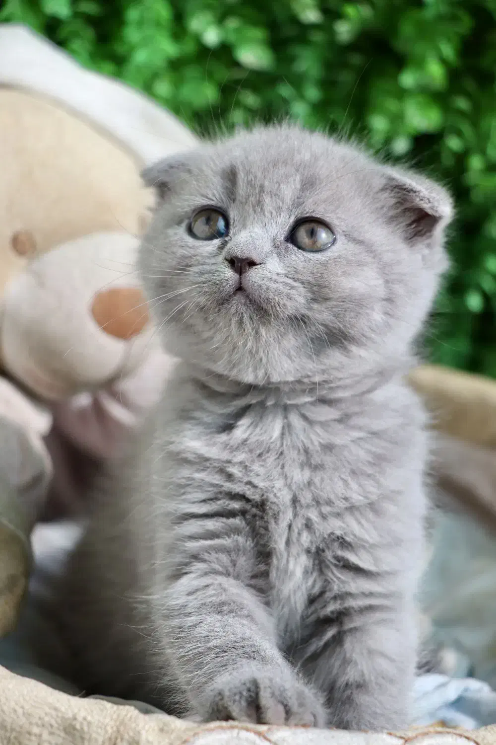 توله نارنجی بریتیش اسکاتیش|گربه|کرمان, |دیوار