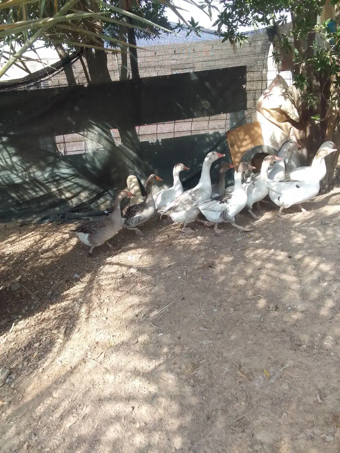 چمران|حیوانات مزرعه|چمران, |دیوار