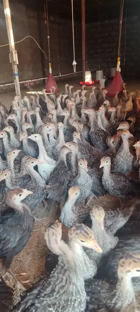 جوجه بوقلمون دوماهه|حیوانات مزرعه|میمند, |دیوار