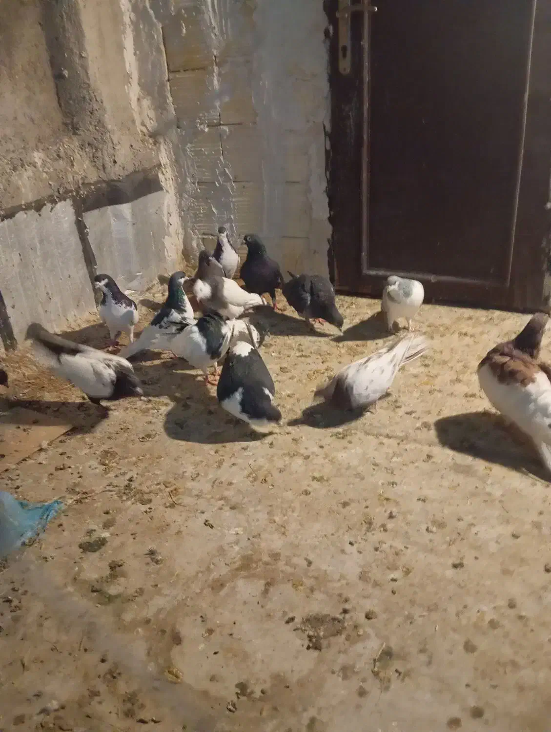 تعداد کفتر رنکی|پرنده|شیراز, کرونی(خاتونک)|دیوار