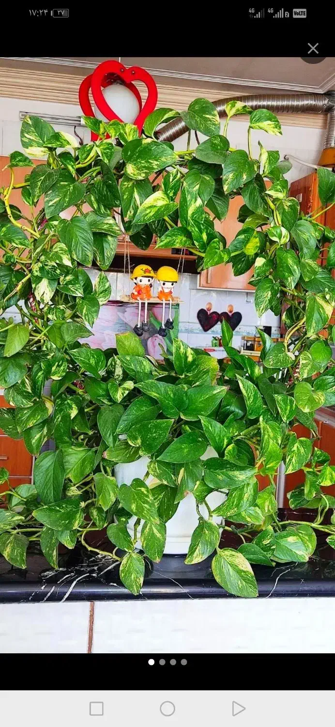 گل دیفن. پتوس. بنجامین. سانسوریا|گل و گیاه طبیعی|شیراز, باغ تخت|دیوار