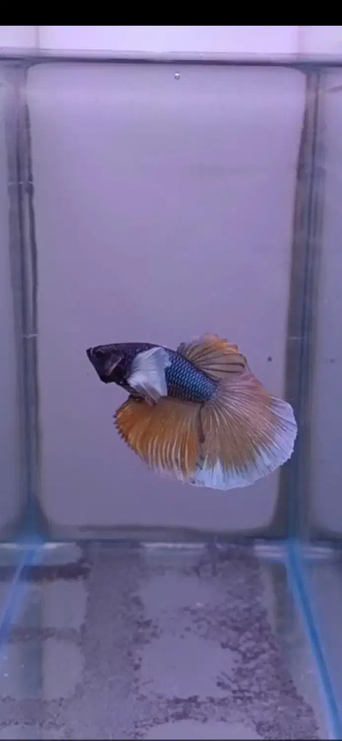 فایتر|ماهی|رشت, توشیبا|دیوار