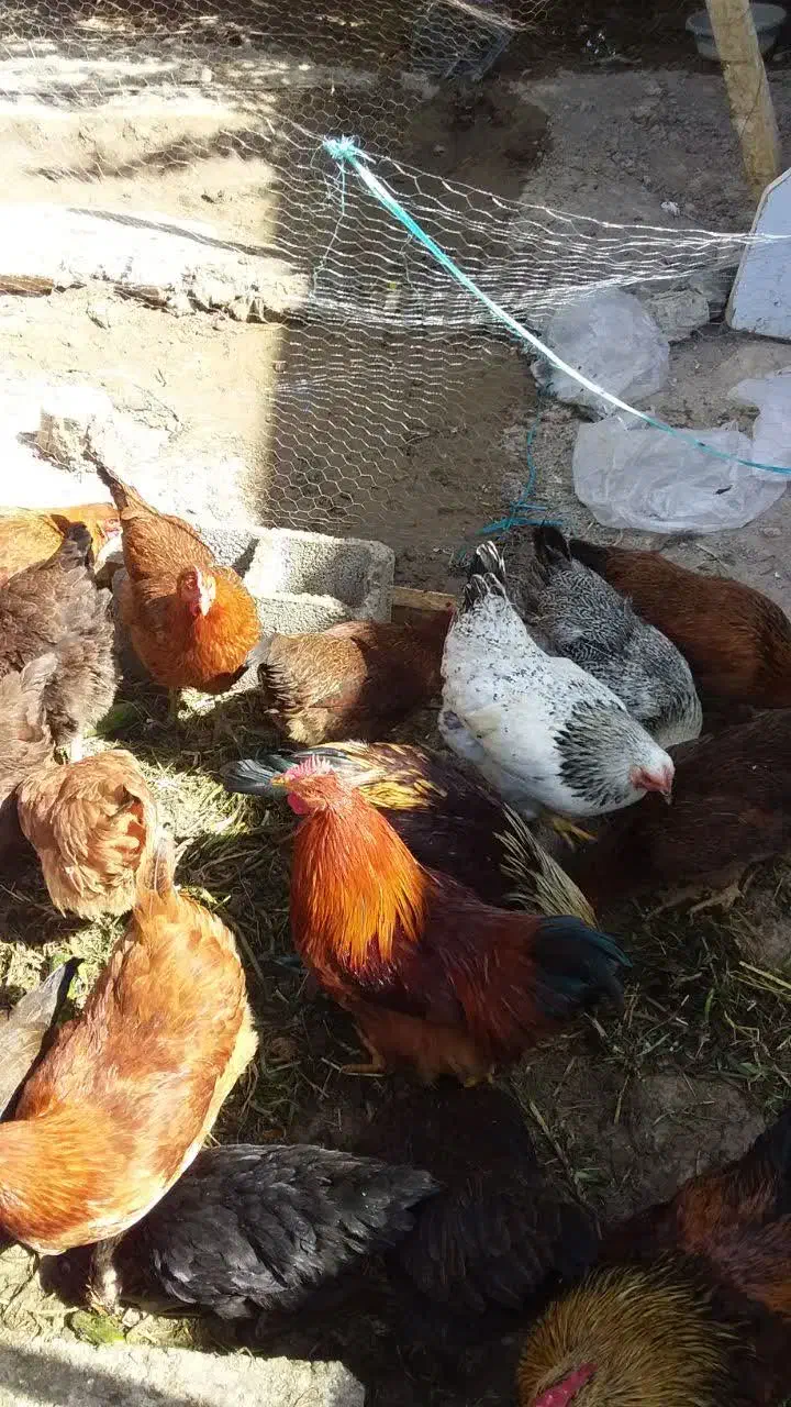 مرغ تخم گذار گلپایگان و گلین|حیوانات مزرعه|کرج, شهرک سهرابیه|دیوار