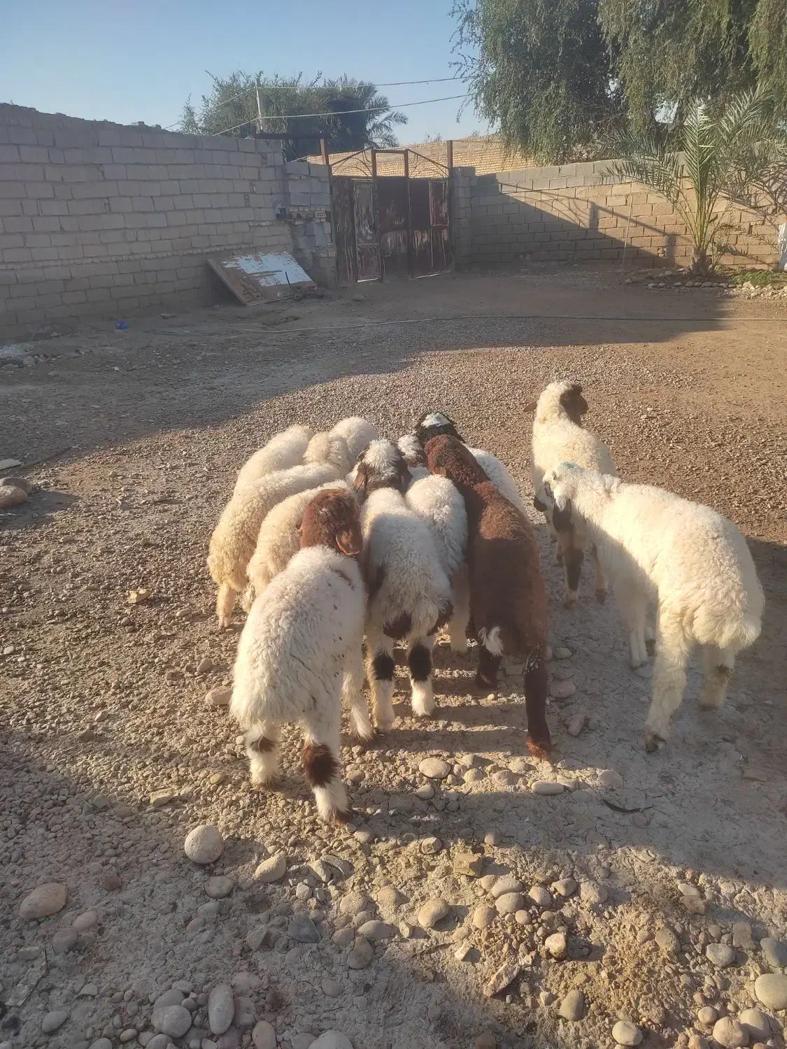 بره گوسفند.بز|حیوانات مزرعه|اهواز, شریعتی جنوبی|دیوار