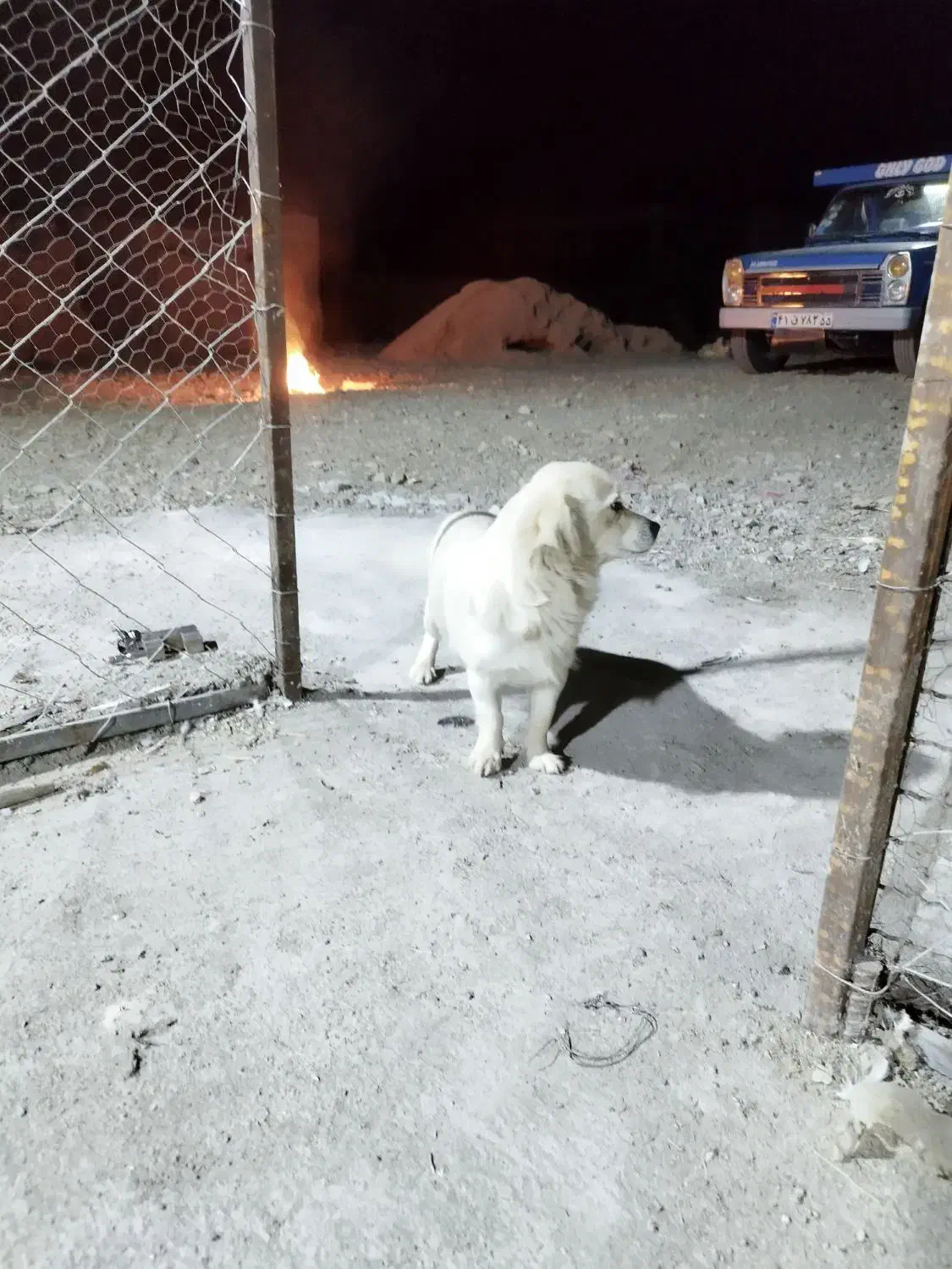 سگ پاپی|سگ|قم, بنیاد|دیوار