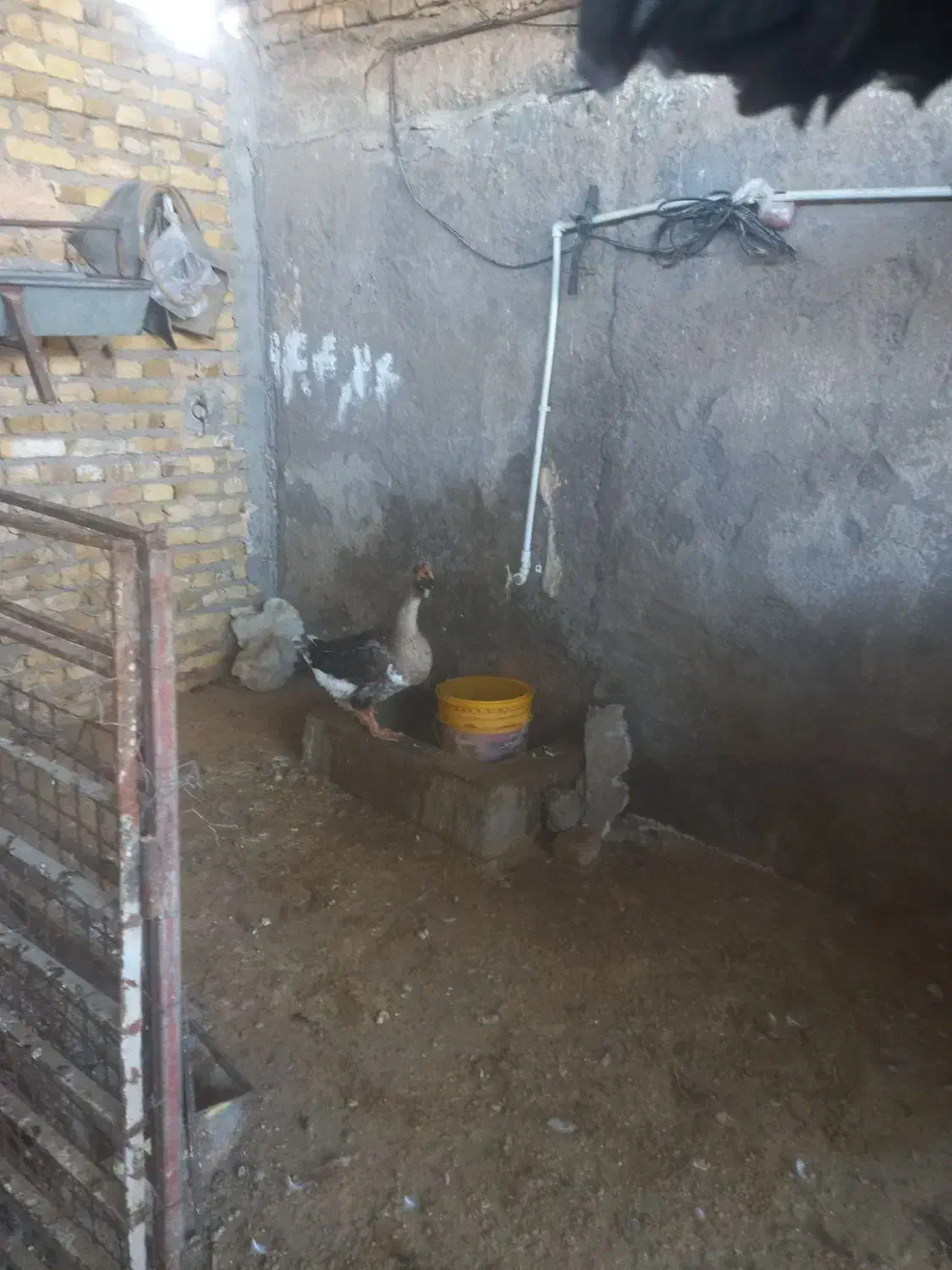 بوقلمون وغاز|حیوانات مزرعه|تربتحیدریه, پایانه مسافربری تربت حیدریه|دیوار