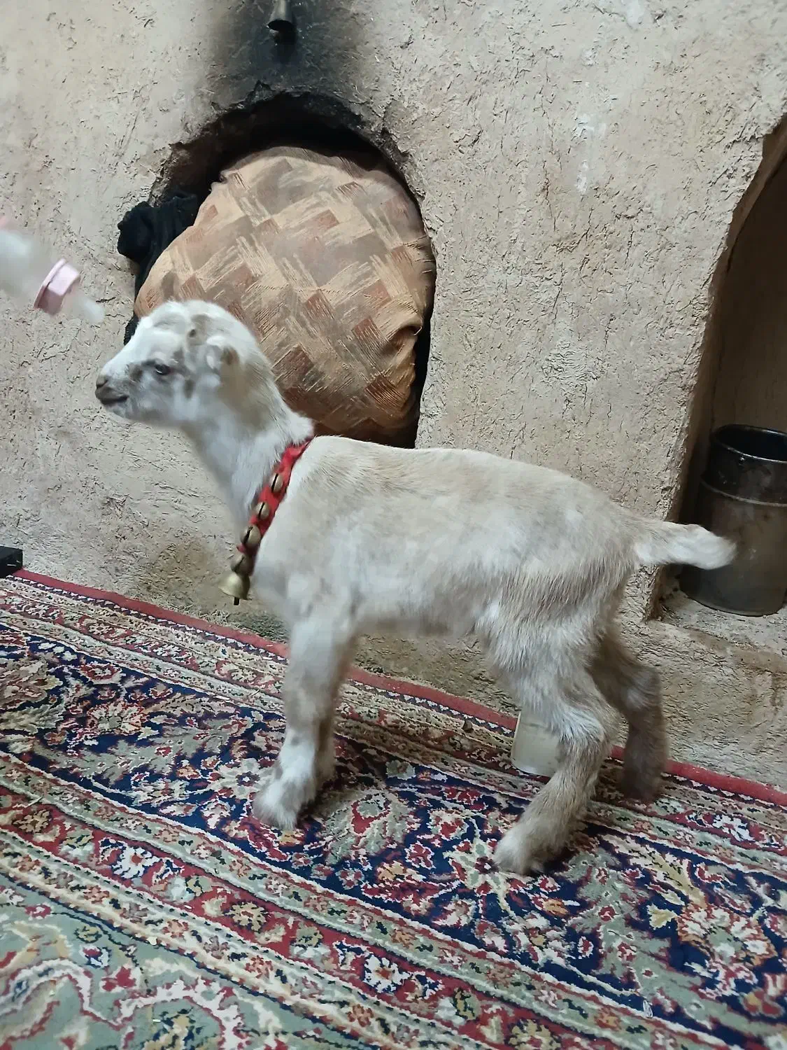 گوسفند بز غلبه بره|حیوانات مزرعه|شاهین‌شهر, عطار|دیوار