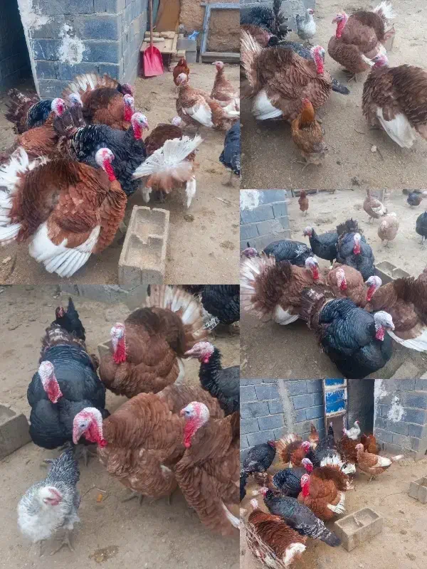 بوقلمون نر و ماده|حیوانات مزرعه|کمیجان, |دیوار