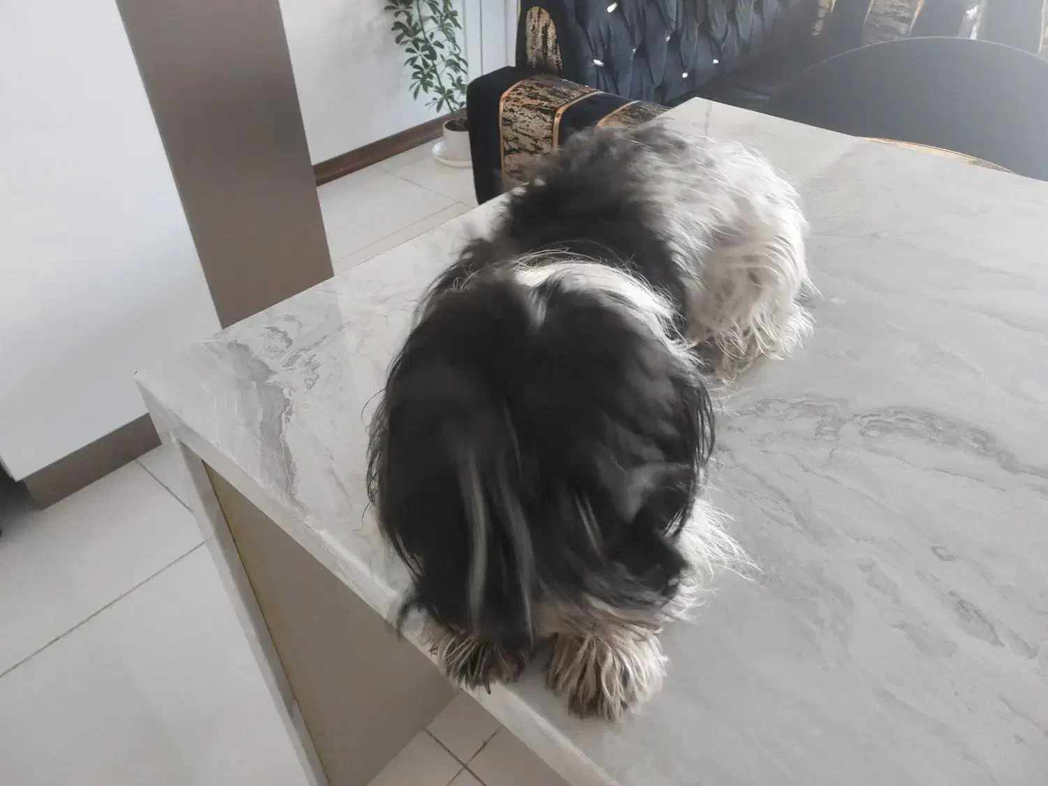 سگ یک ساله باهوش شیتزو|سگ|فردیس, قریشی|دیوار