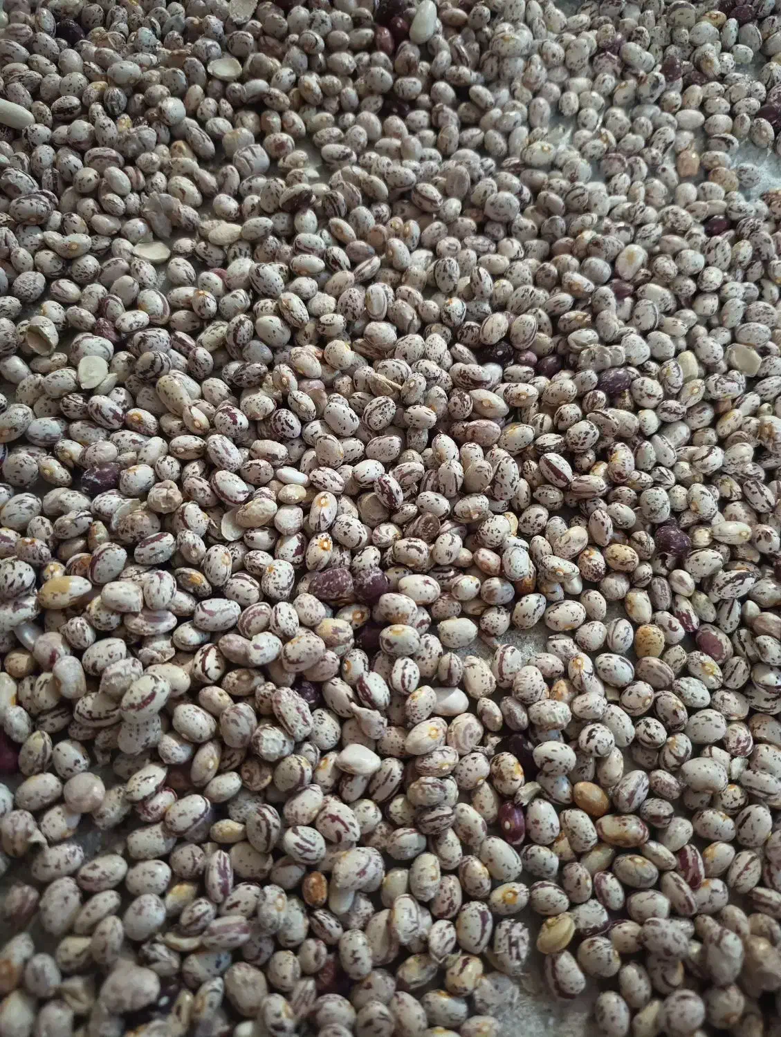 لوبیاچیتی کوشادمهرامسال|عمده‌فروشی|چادگان, |دیوار