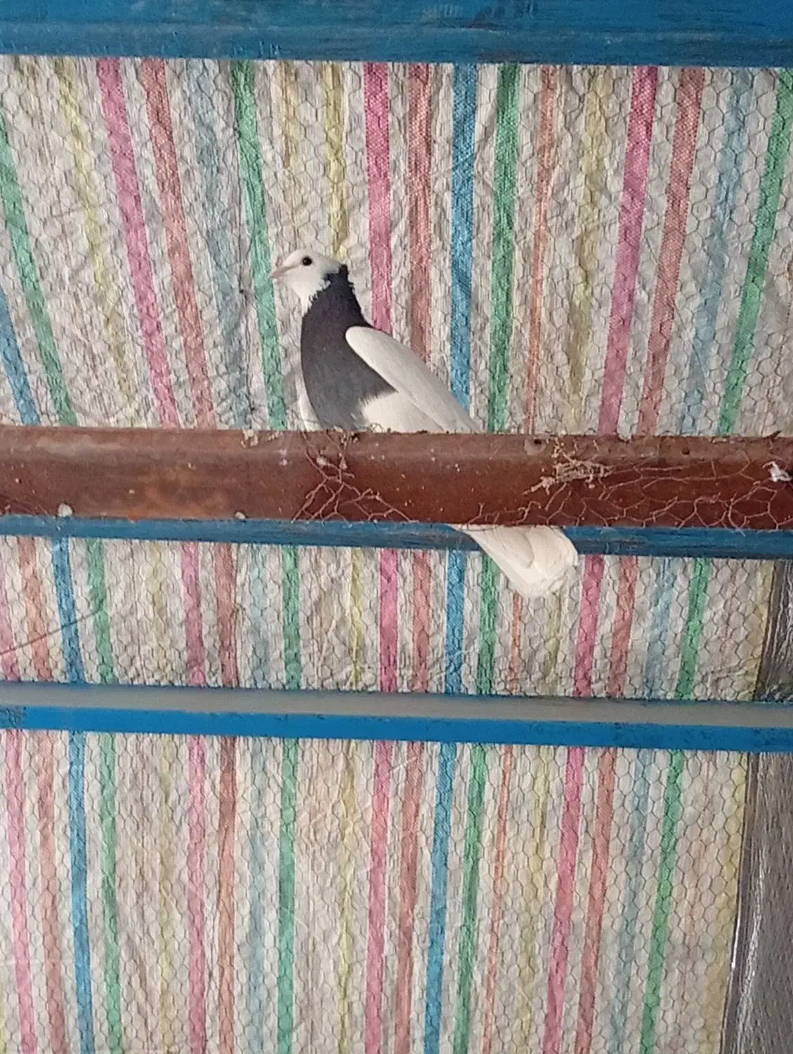 طوقی|پرنده|نیشابور, فضل|دیوار