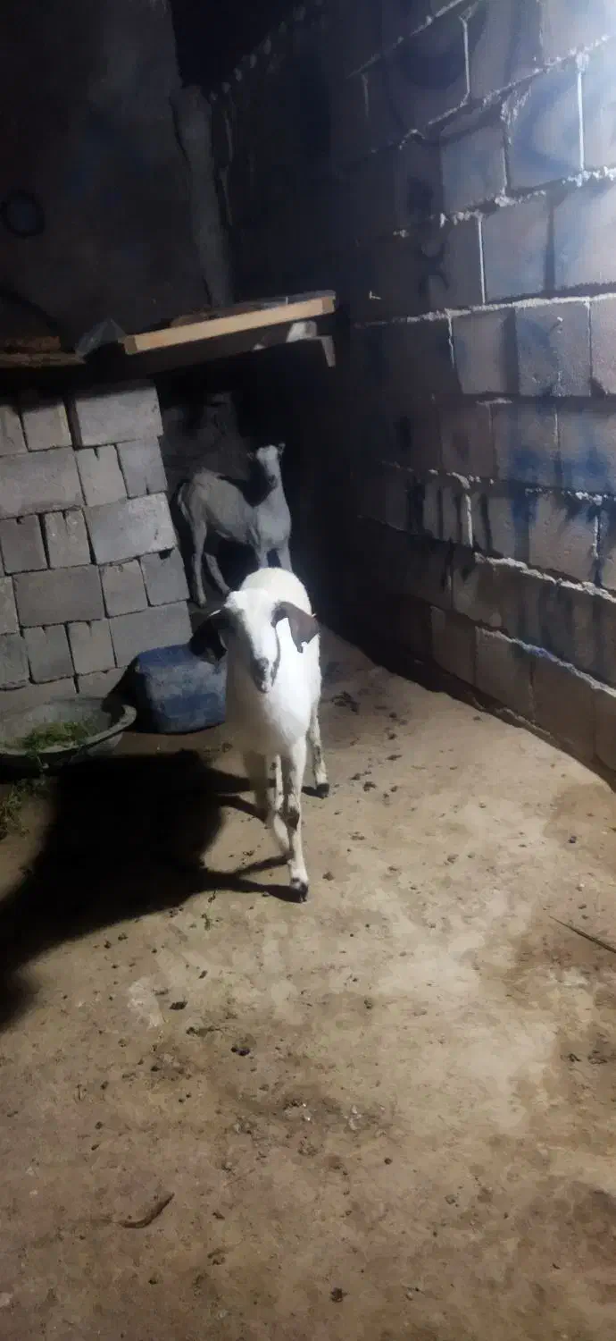 فروشی|حیوانات مزرعه|درگهان, |دیوار