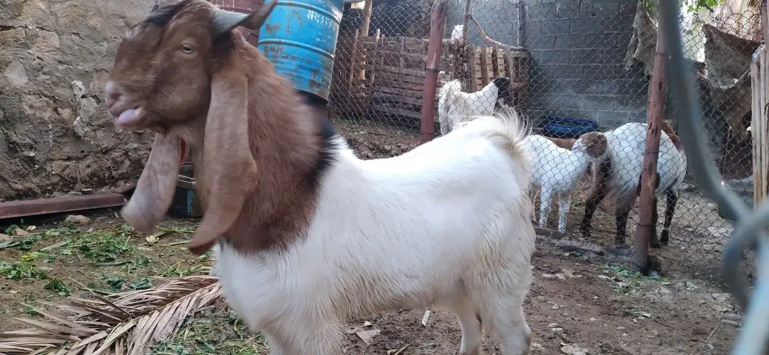 نری دورگه گلابی|حیوانات مزرعه|اسیر, |دیوار