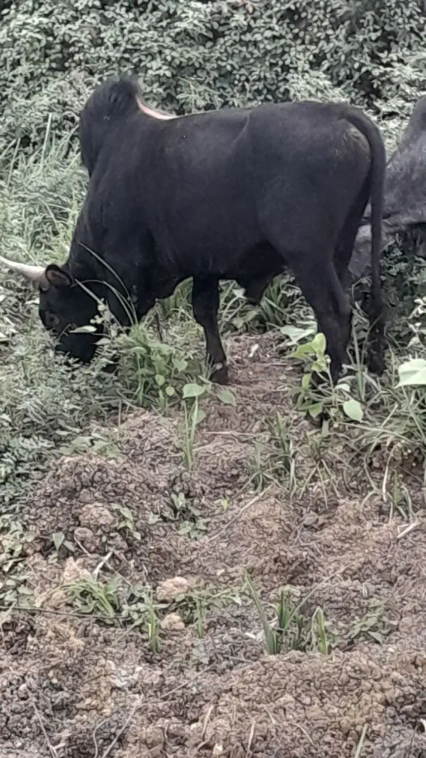 ورزا چالوسی دو ساله|حیوانات مزرعه|رشت, لاکان|دیوار