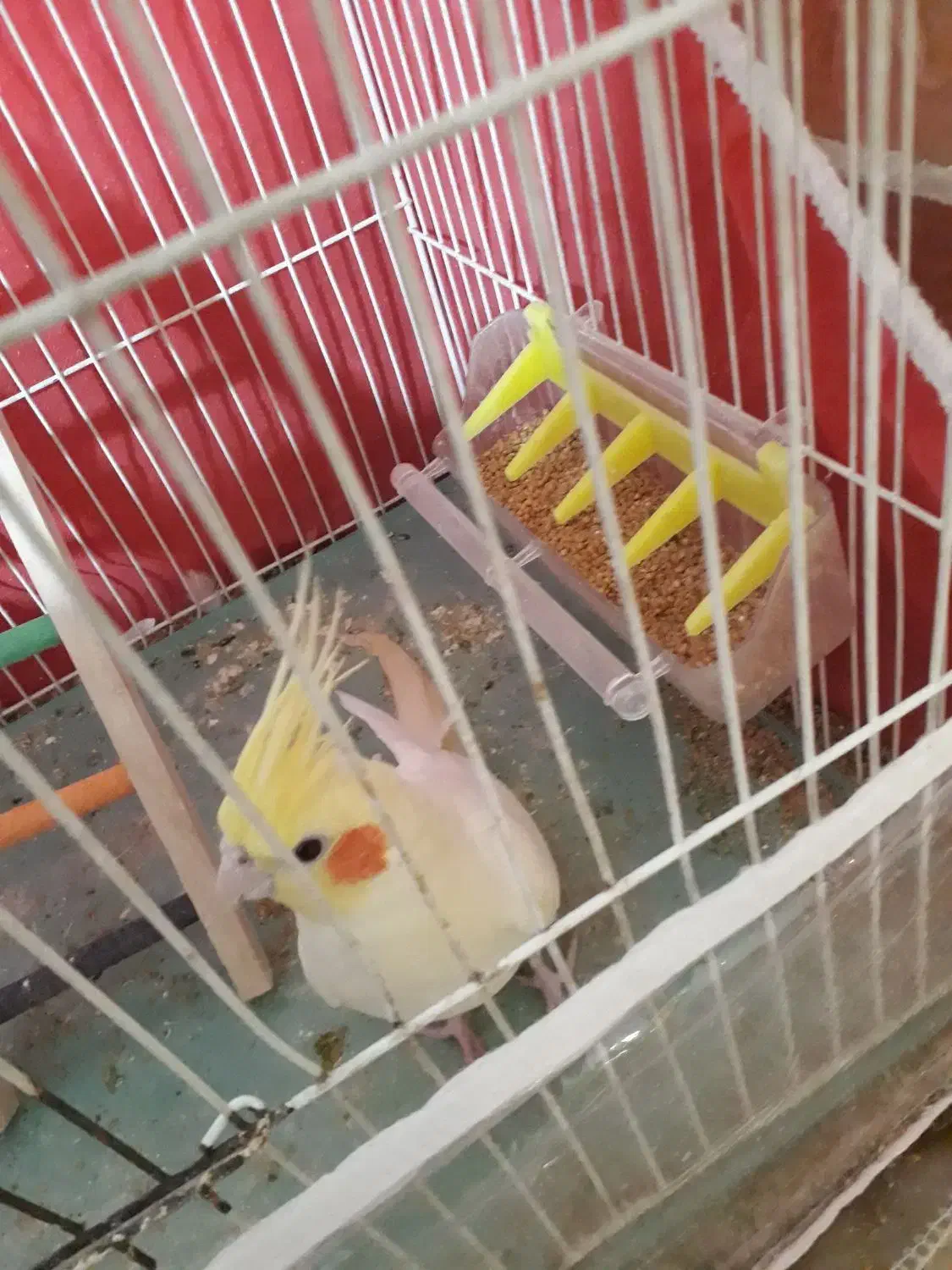 عروس هلندی|پرنده|مشهد, کوشک مهدی|دیوار