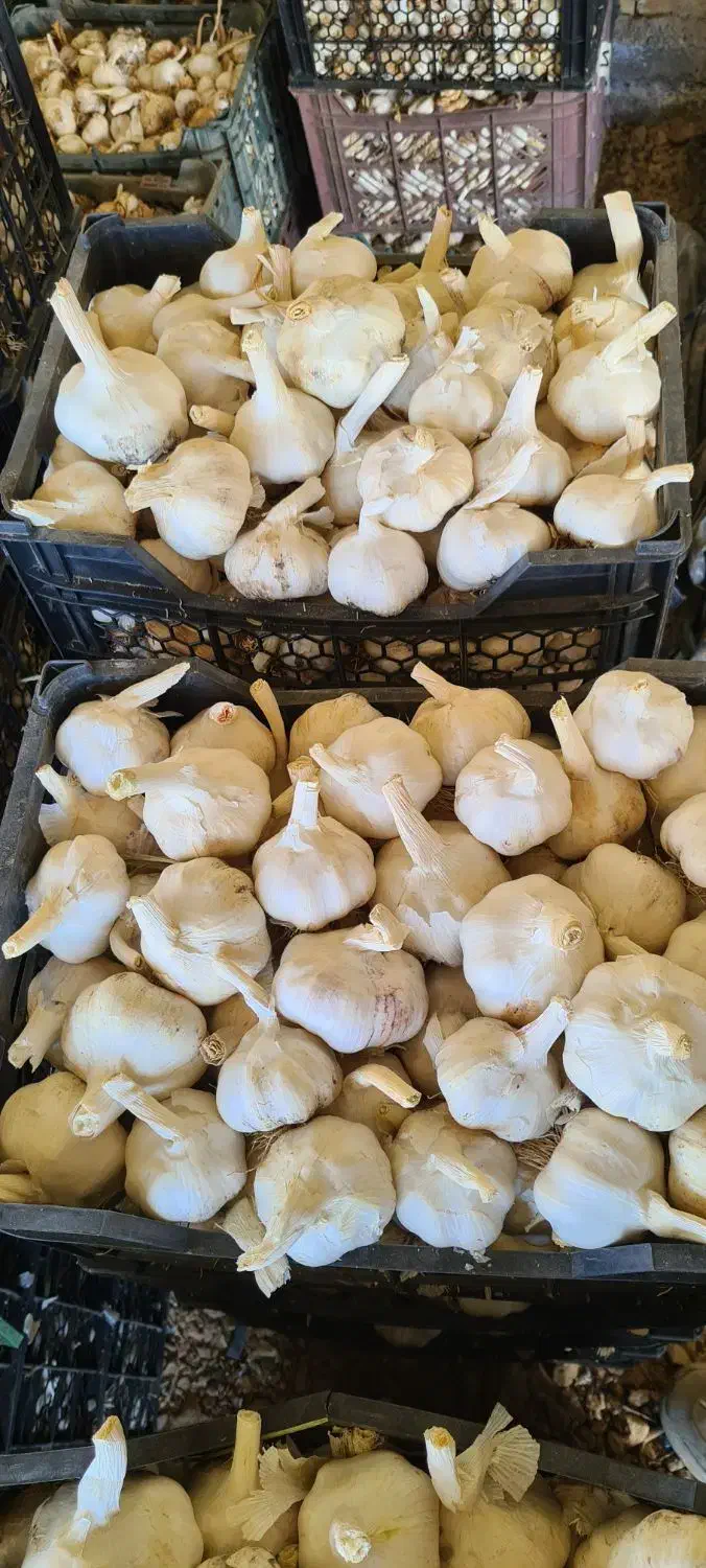 سیر|خوردنی و آشامیدنی|کوار, |دیوار