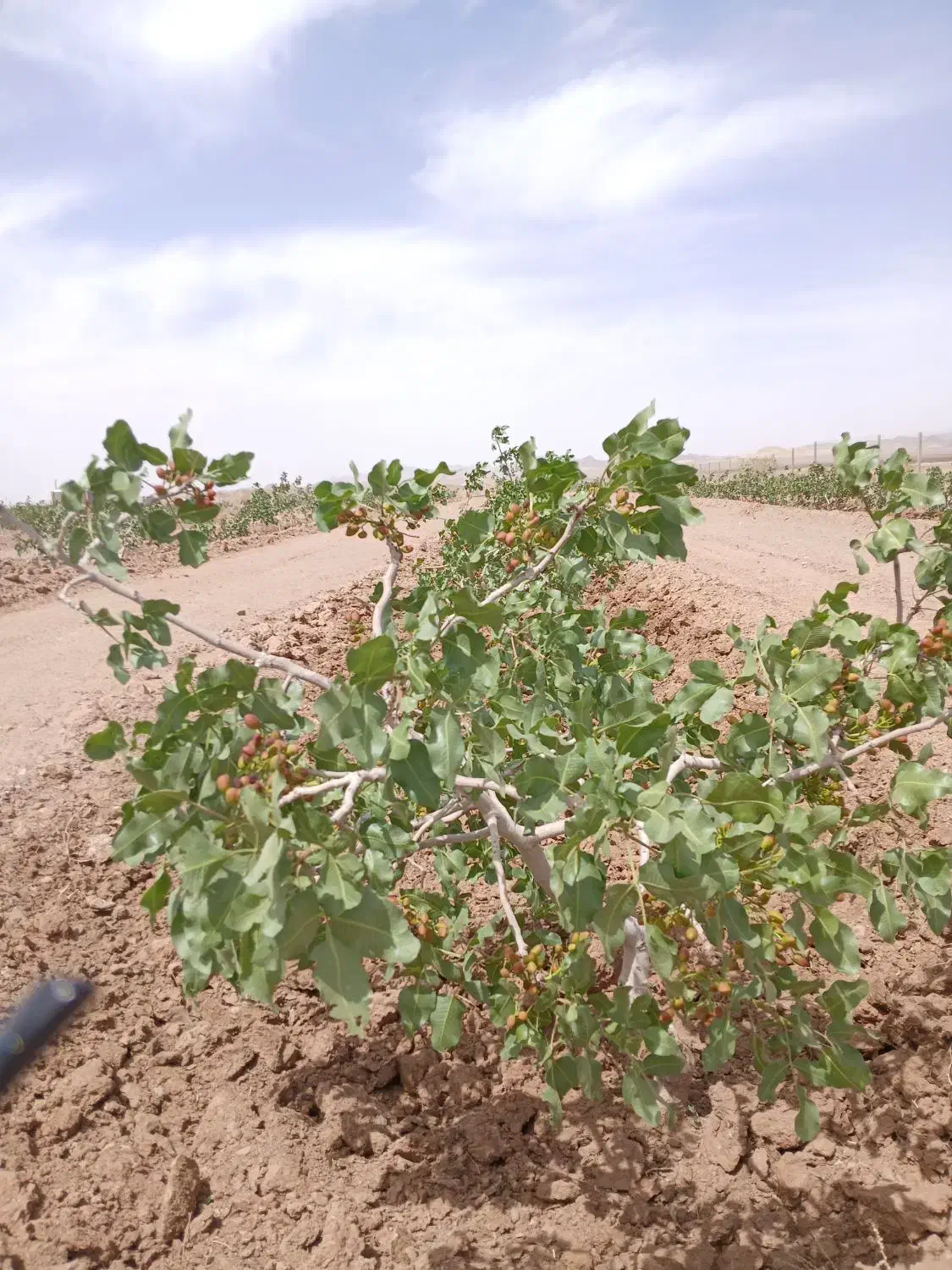 فروش ۱ هکتار|فروش دفتر صنعتی، کشاورزی، تجاری|فردوس (خراسان), |دیوار