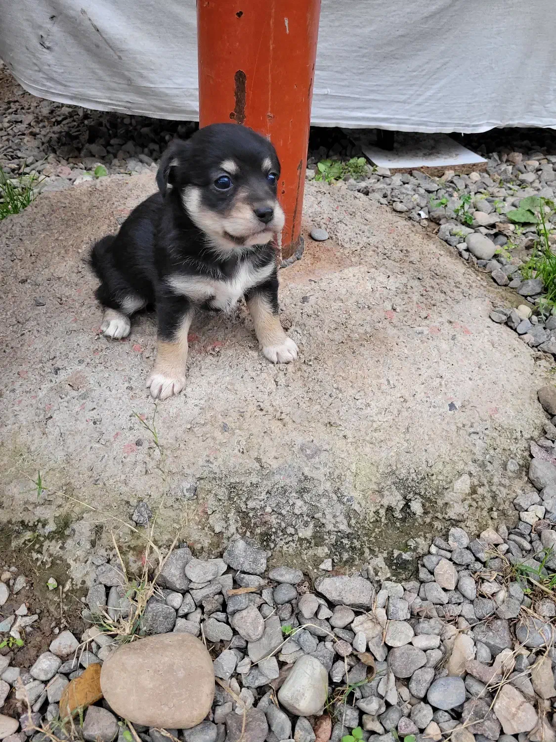 طوله اشپیتز|سگ|سنگر, |دیوار