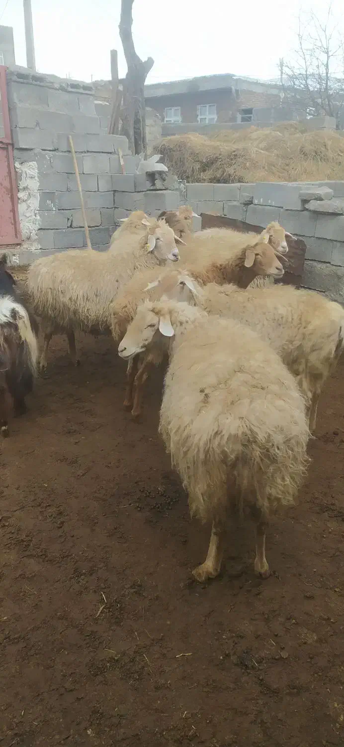 گوسفند دامازدیغ|حیوانات مزرعه|مشگین شهر, |دیوار