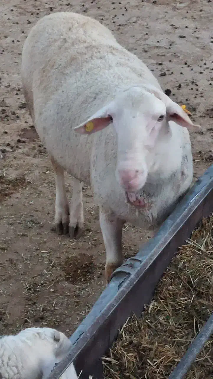 فروش بره نر لاکن و رومانوف|حیوانات مزرعه|مهریز, |دیوار
