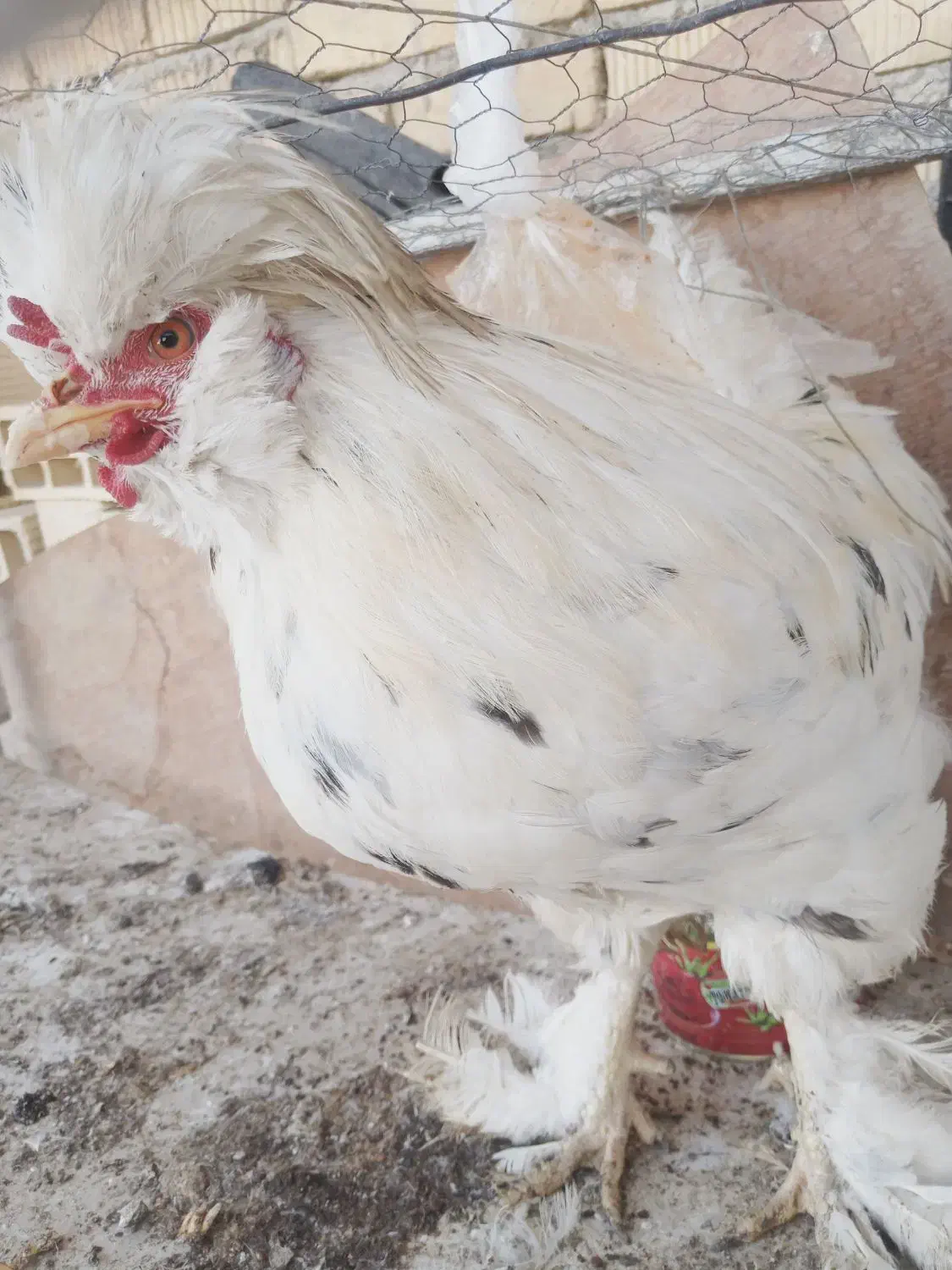 فروش مرغ و خروس|حیوانات مزرعه|مرودشت, مسجد رسول|دیوار