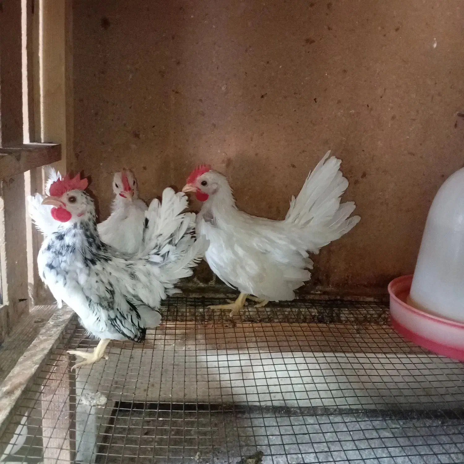 تخم نطفه دارمرغ مینیاتوری|حیوانات مزرعه|پاکدشت, پاکدشت (مامازند)|دیوار