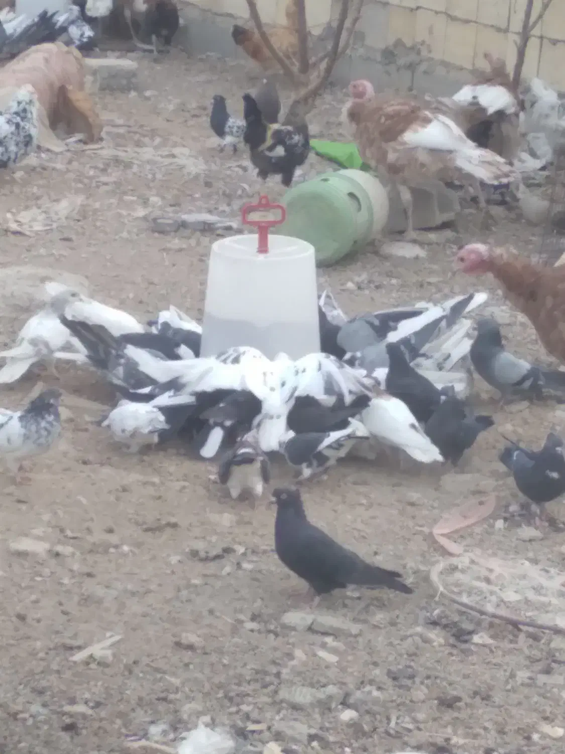 تعدادی طوقی و دمگیر اصفهانی زاغ|پرنده|فلاورجان, |دیوار