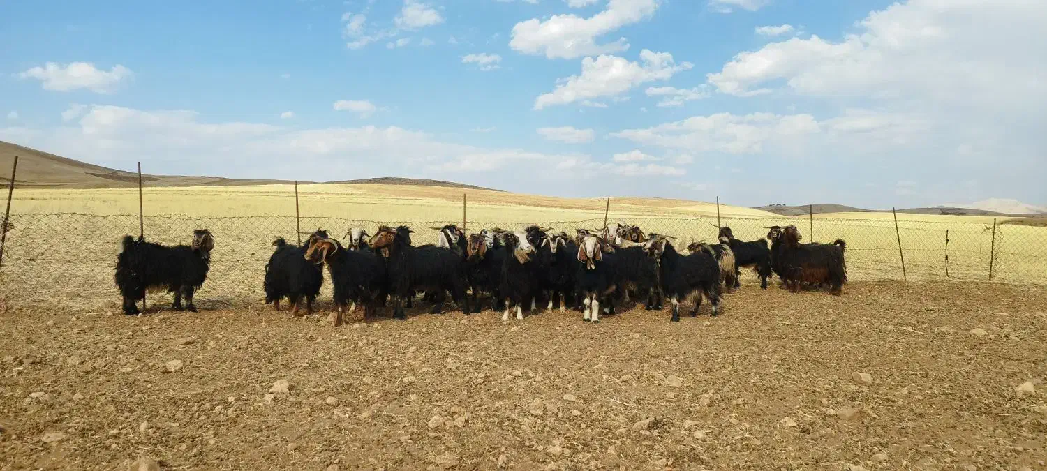 بز داشتی ایل|حیوانات مزرعه|سنندج, |دیوار