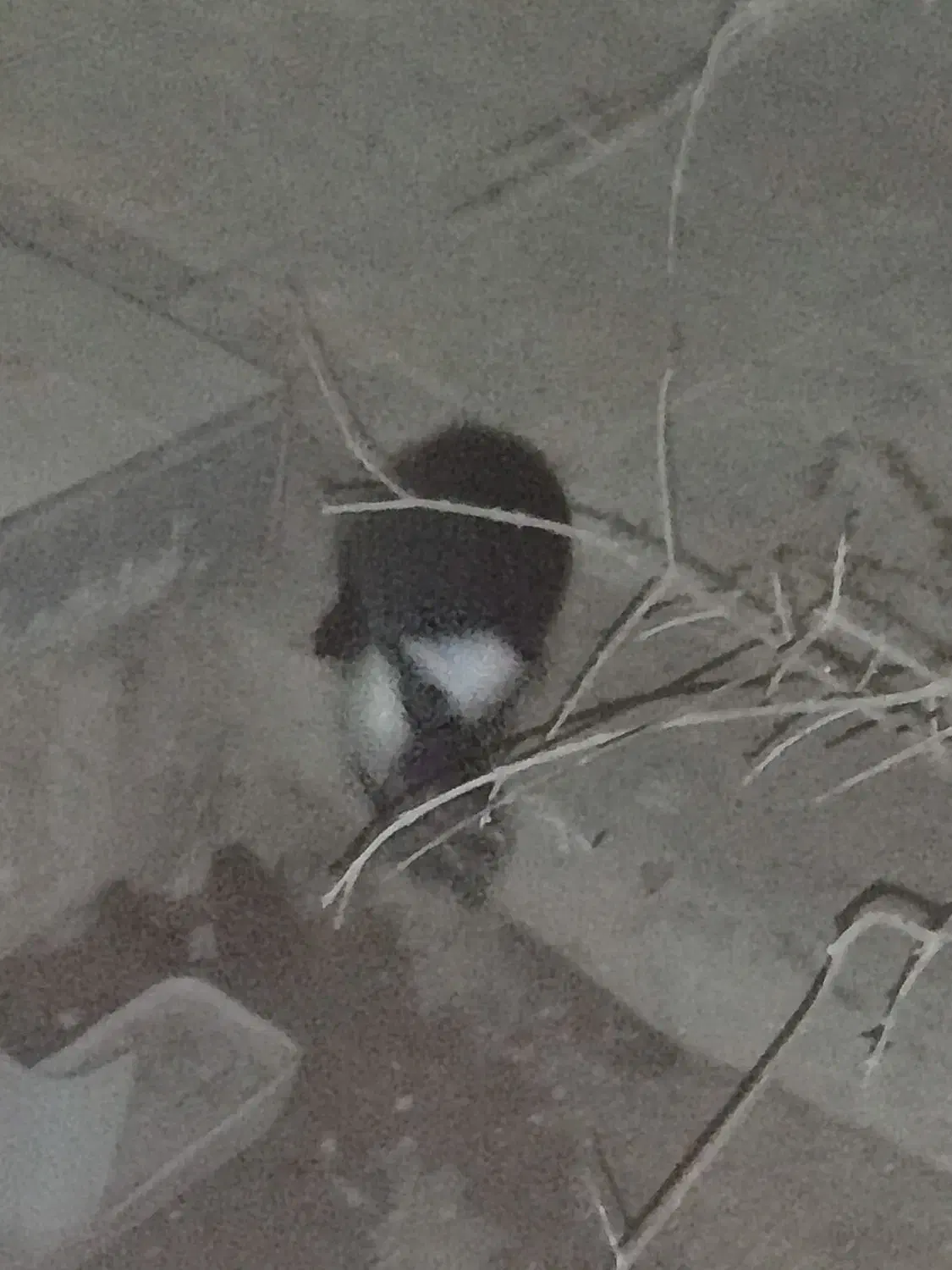 خرگوش|موش و خرگوش|رفسنجان, |دیوار