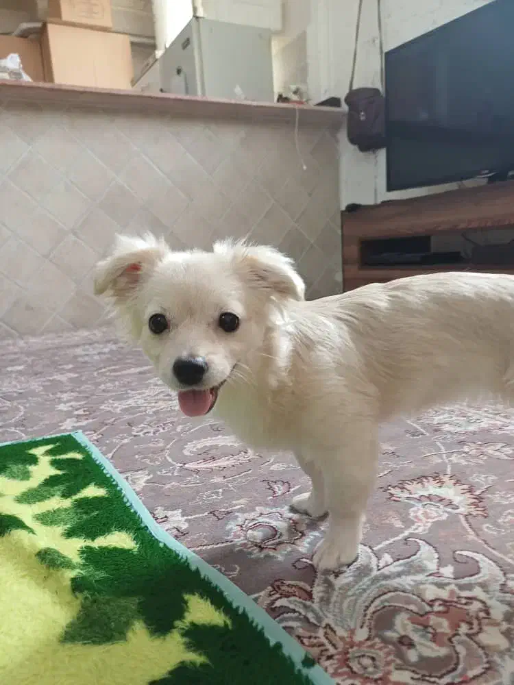 سگ آپارتمانی کوچک ۲ تومن|سگ|بندر کنگان, |دیوار