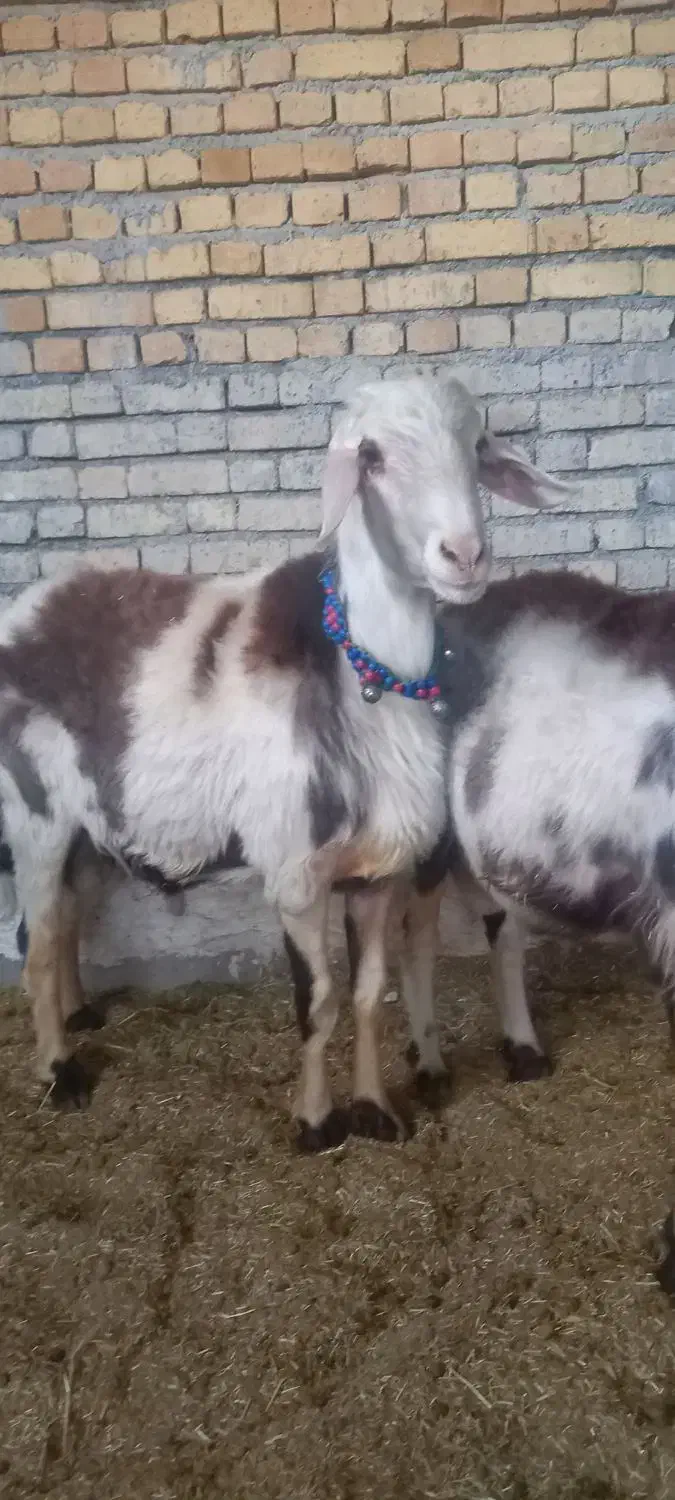 دوعدد قورچ پلنگی بره هاساله گذشته نژادخوب|حیوانات مزرعه|خنداب, |دیوار