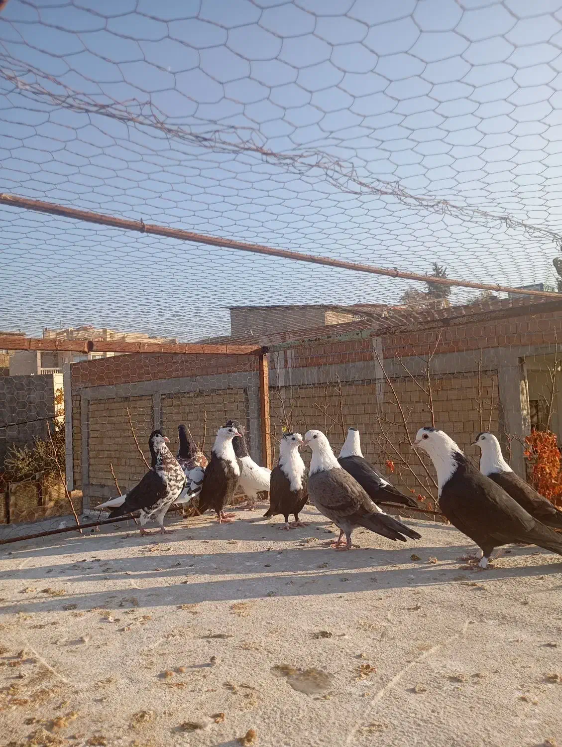 9 عدد کربلایی و خال افشون|پرنده|بجنورد, |دیوار