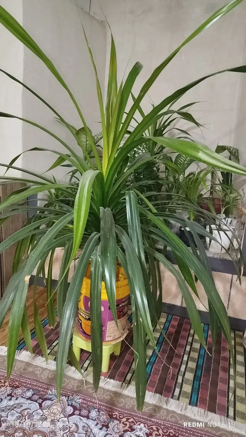 گل پاندانوس|گل و گیاه طبیعی|کازرون, |دیوار