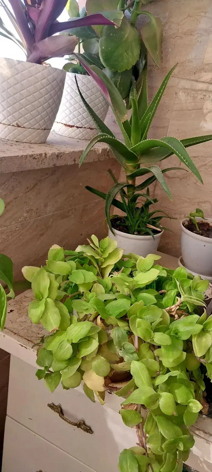 گل خانگی طبیعی|گل و گیاه طبیعی|زنجان, |دیوار