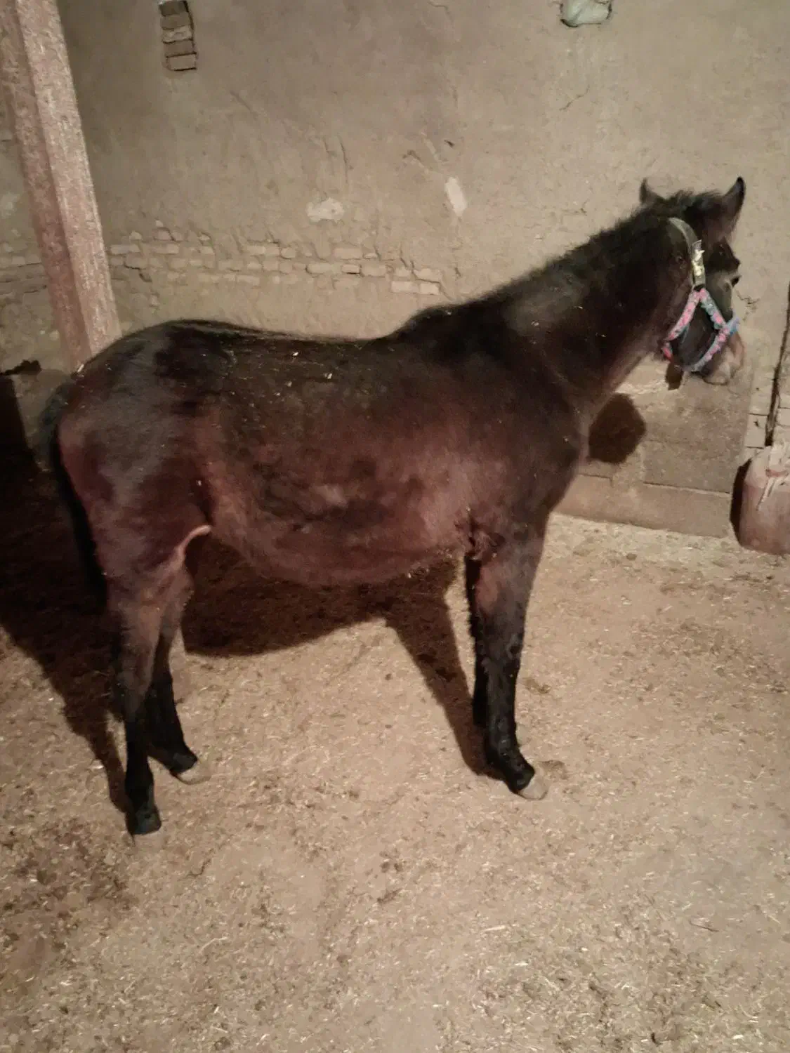 کره اسب مادیان|اسب و تجهیزات اسب‌سواری|قروه, |دیوار