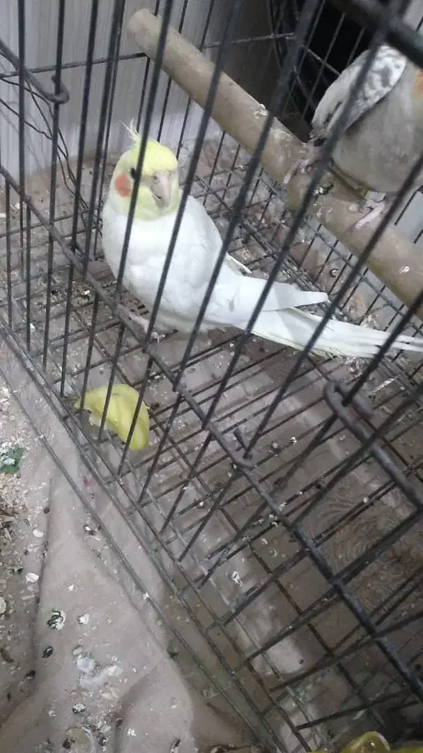 عروس هلندی نژاد لوتینو|پرنده|سورک, |دیوار